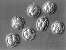 A 3 day embryo is usually at the 6-8 cell stage